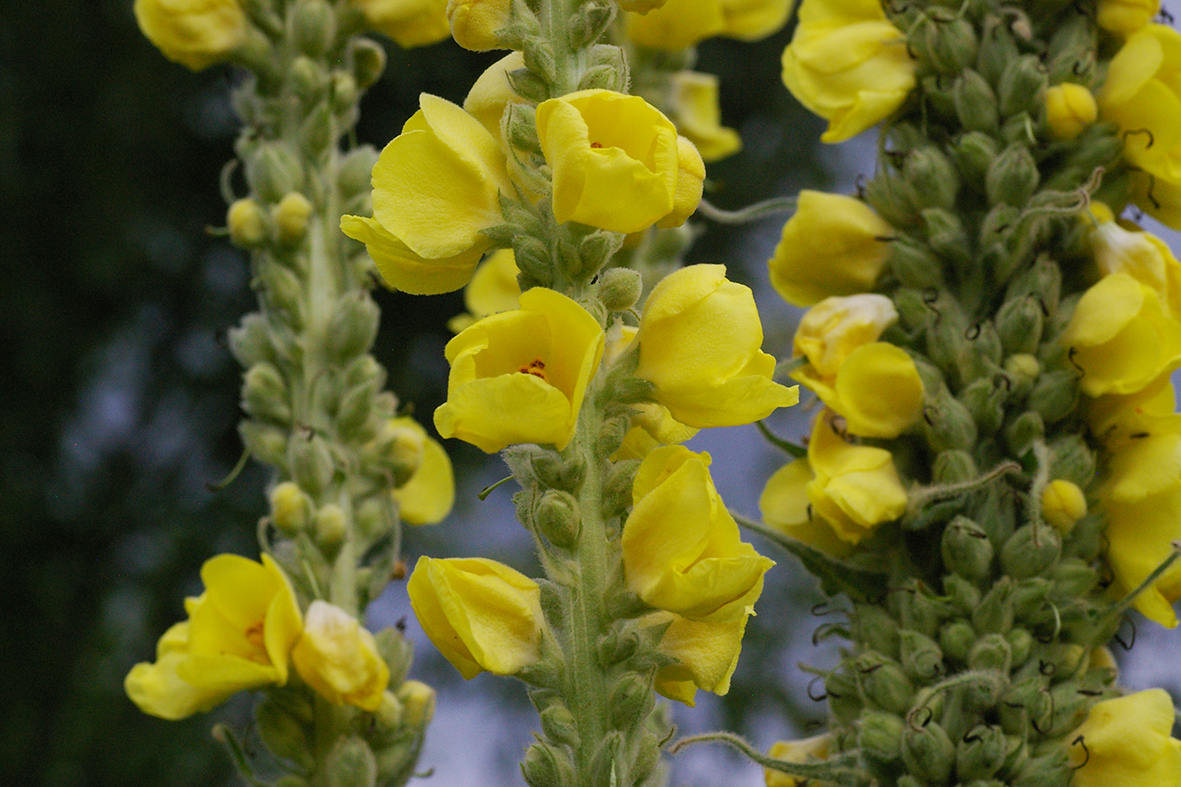 bouillons blancs le jardin du froumi