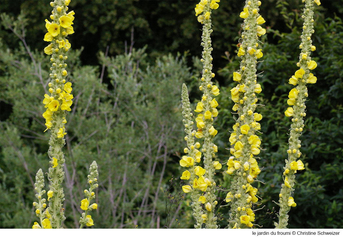 bouillons blancs le jardin du froumi